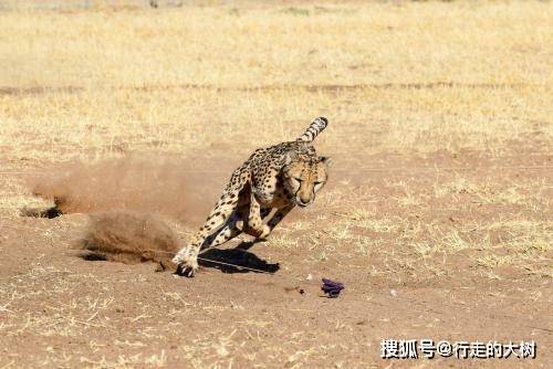 原创小猎豹被狮子活活咬死猎豹妈妈守着尸体痛不欲生看着好心碎