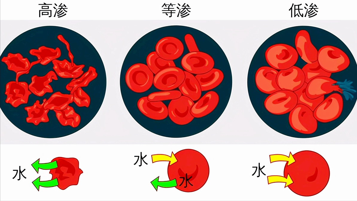 原创淡水鱼能在海中存活吗?黄河中的鱼被冲进大海之后,究竟怎样了?