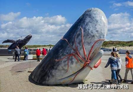 我国渤海首次发现抹香鲸,为什么说鲸鱼搁浅,是最惨的一种死法?