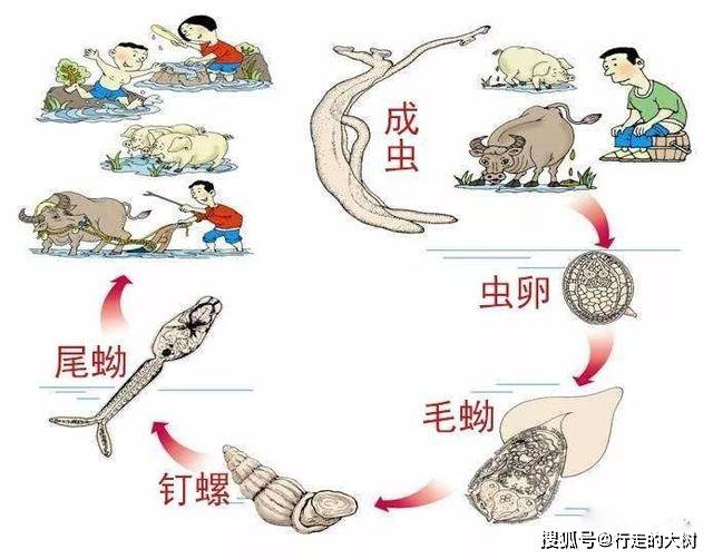 "瘟神"血吸虫:接触皮肤就能寄生!人类能彻底消灭它吗?
