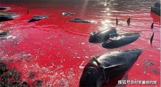 丹麦传统捕鲸节堪称猎杀盛宴175头领航鲸染红海湾
