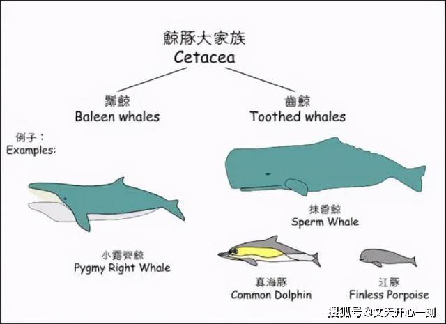 原创美国潜水员被鲸鱼吞下半分钟后吐出仅受轻伤鲸为啥不吃人