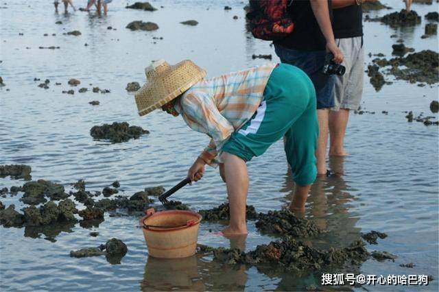 原创海边退潮后遍地都是海鲜,赶海一会儿捡了半桶,晚上吃海鲜大餐