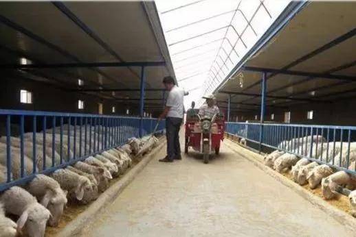 今后养羊业发展五大模式,总有一款适合您!