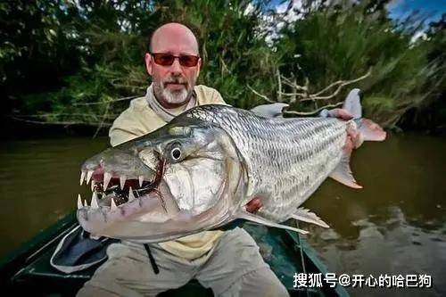 什么鱼能让鳄鱼为之胆寒?这种巨型食人鱼告诉你什么叫力量?