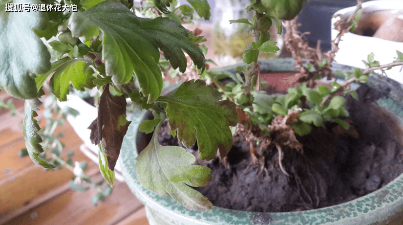 原创一般家庭养殖菊花该怎么防治枯萎病