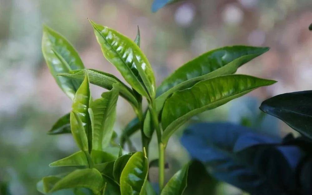 【干货分享】解析临沧茶区六大山头普洱茶特点.