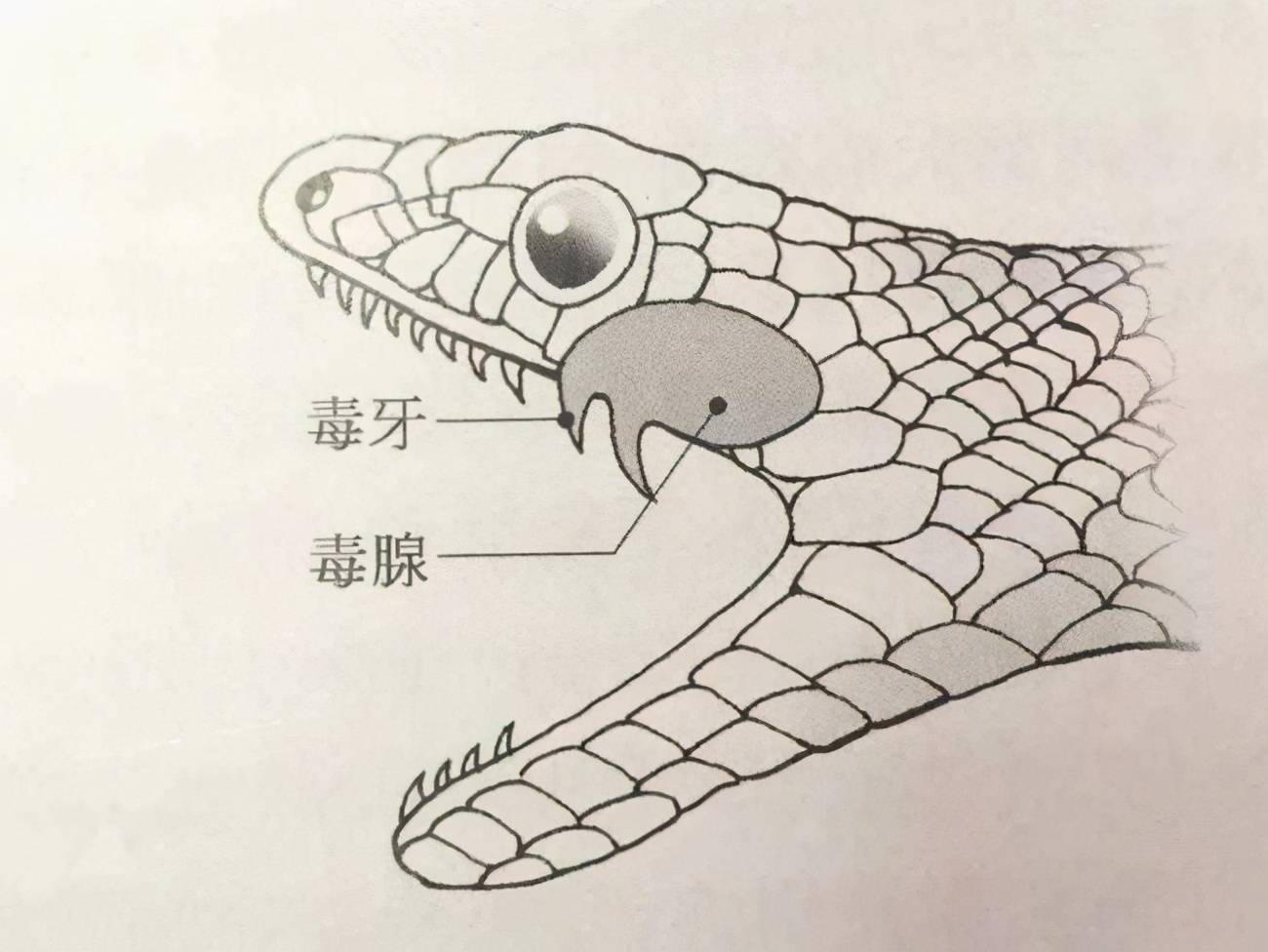 眼镜蛇和竹叶青,五步蛇以及烙铁头等都是能喷射毒液的剧毒蛇,依靠牙齿