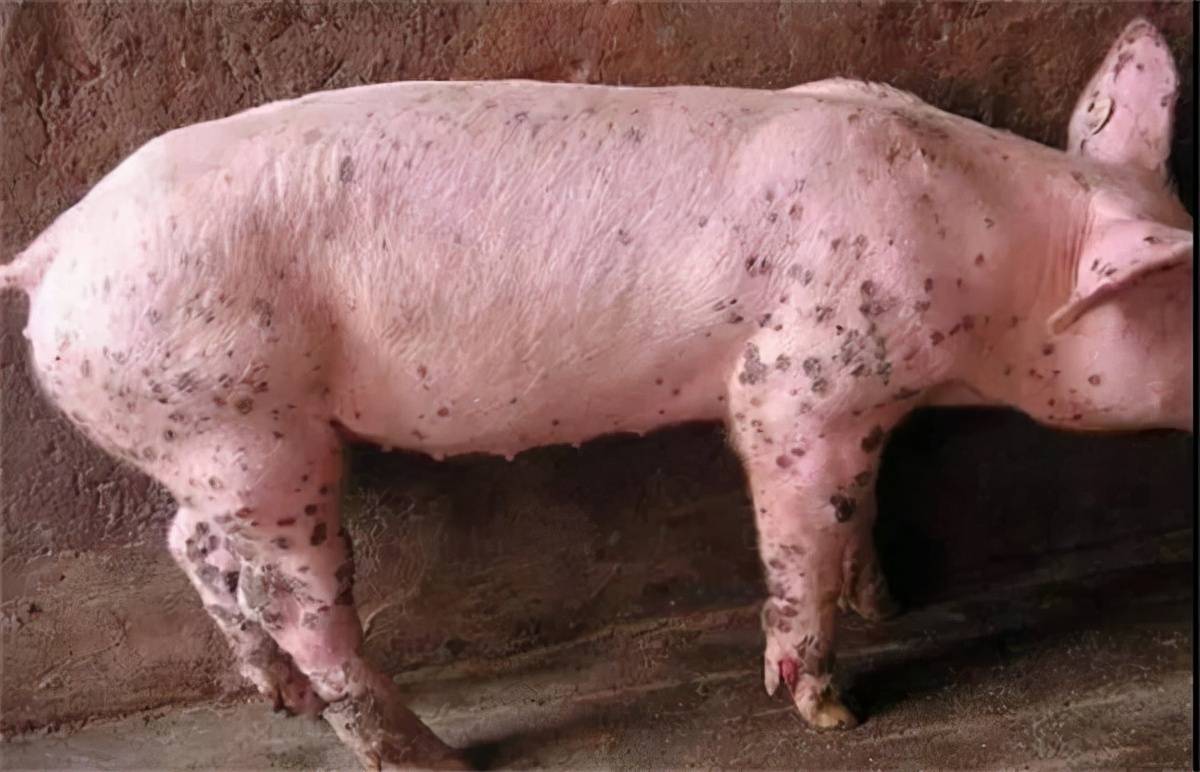 猪圆环病毒危害不容小视,猪场如何防控?