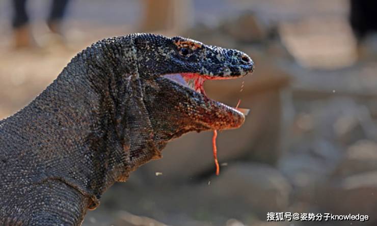 原创科莫多龙濒临灭绝!全球仅3000只,世界最大蜥蜴为何走到这一步?