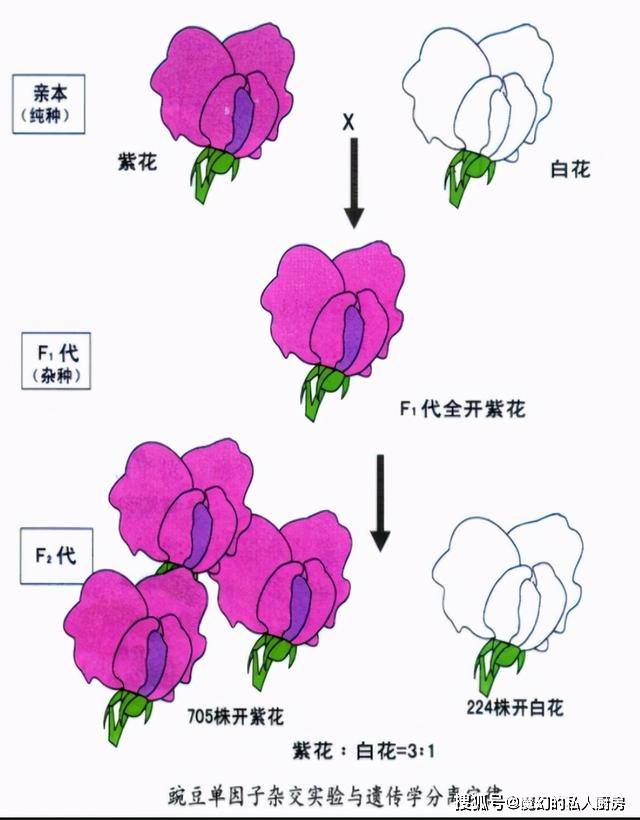 原创育种公司的阴谋?为什么农民不能自己留种子,只能买种子?