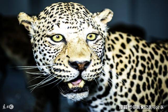 原创猫科动物十大战力排行雄狮第三第一名应该没有争议