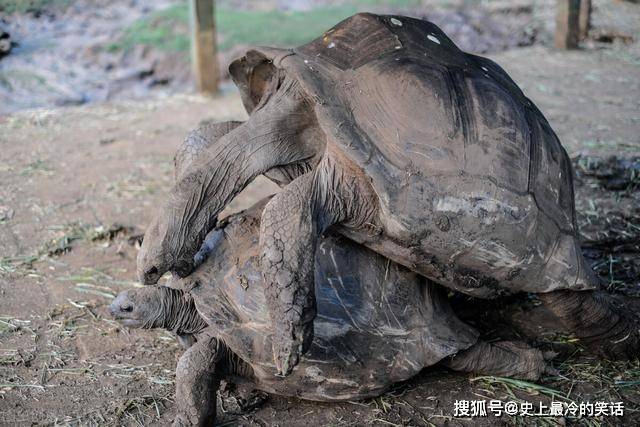 原创世界上寿命最长的乌龟,活了200多年,殖民时期为何没有好下场?