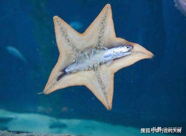 如上图所示:海星捕食鱼类.