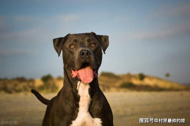 20只比特犬放入非洲大草原,究竟会怎样?
