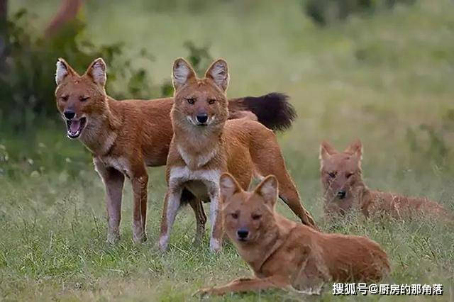 也叫土豺狗或者豺狗子,体型比狼小,主要以兔子,野猪等中小型动物为