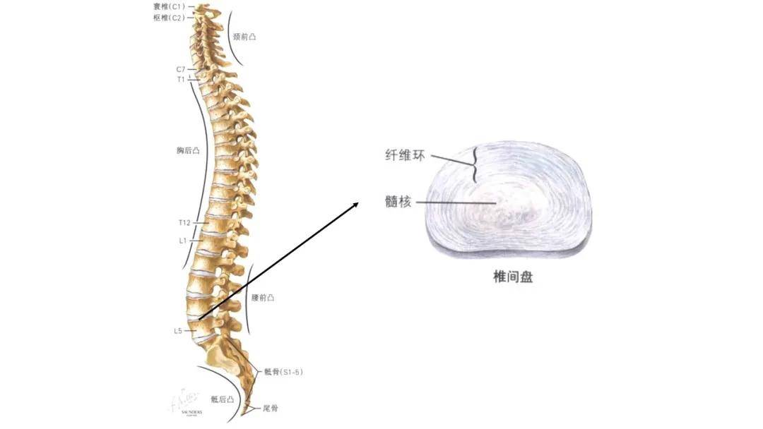 正常人体脊柱形态及椎间盘结构