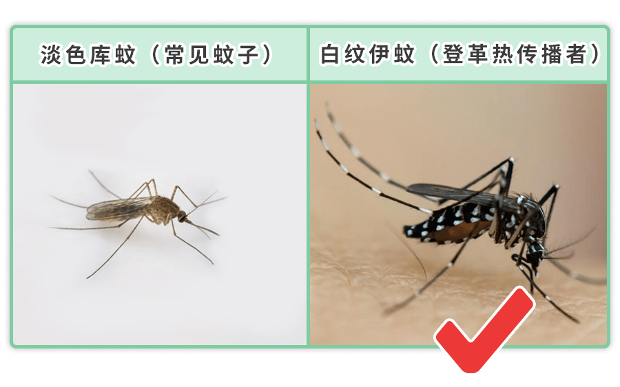 蚊子传染19006例登革热,秋季严防这种"毒蚊!