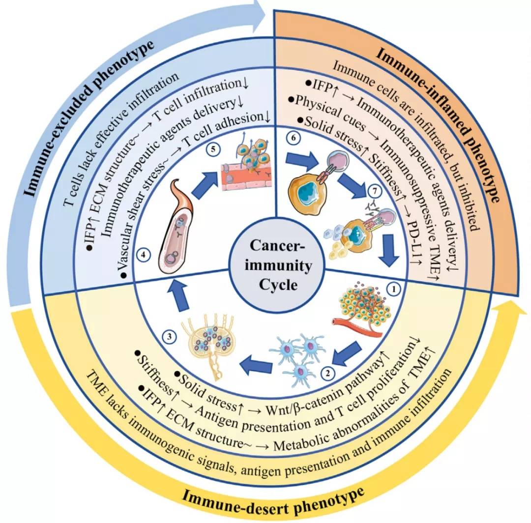 郭卉教授团队tcb上发文:肿瘤微环境物理特征可作为提高免疫治疗疗效的