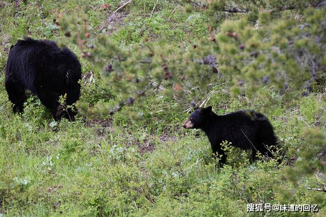 原创四川黑熊伤人事件后续怎样了?幼熊被击毙,母熊至今无迹可寻