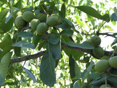巴旦木作为世界上有名的果实,那"千果之王"巴旦木到底长什么样的呢?