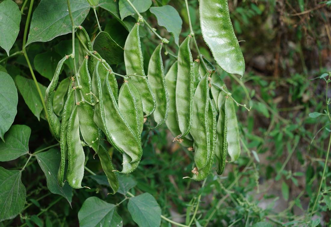 扁豆开花结荚期的管理方法