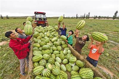 盐池打造巩固脱贫攻坚成果与乡村振兴有效衔接样板区