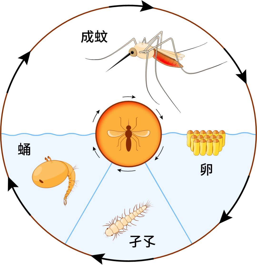 蚊子吸血挑血型?遇到能不能直接拍