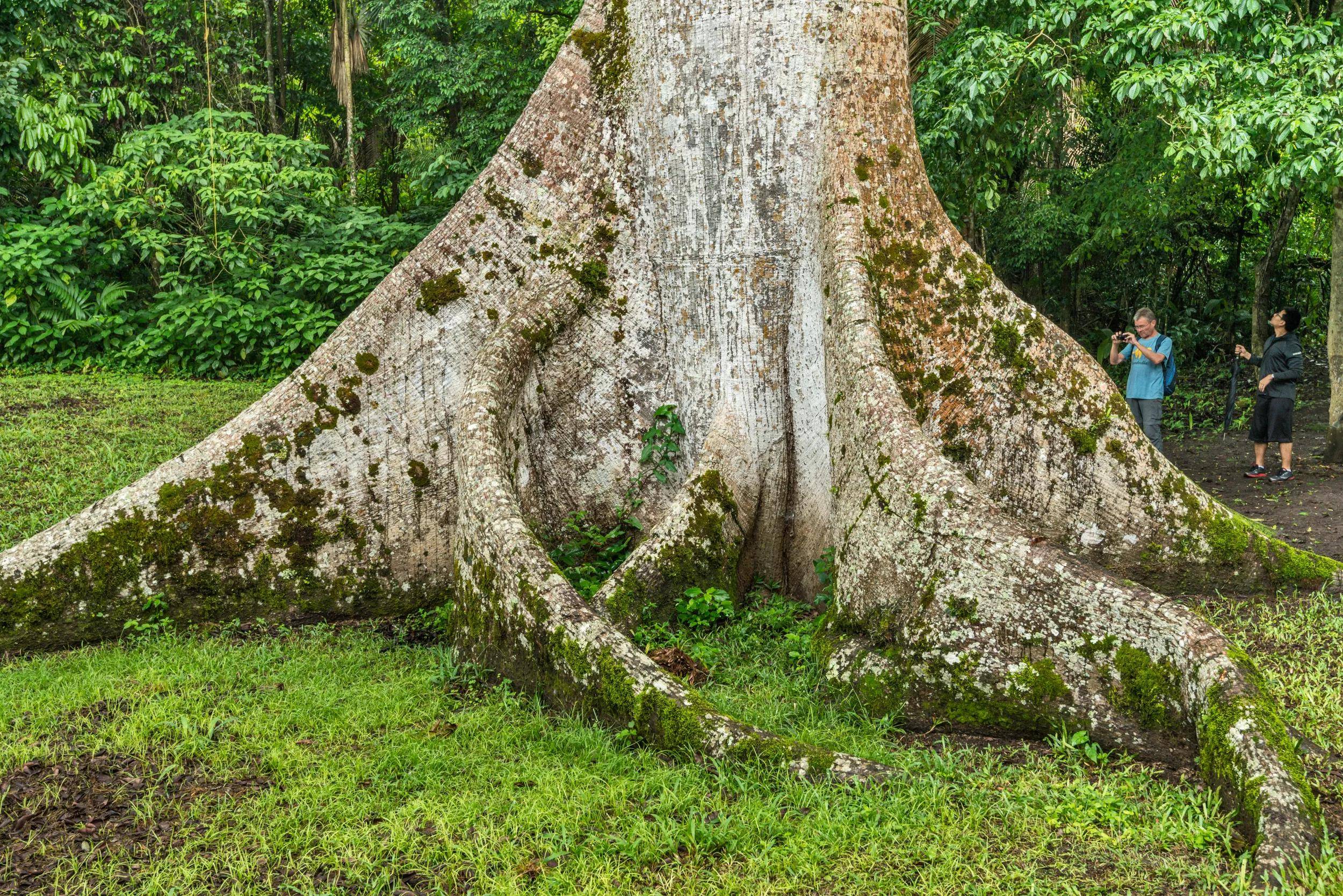 ceiba pentandra:玛雅人的圣树