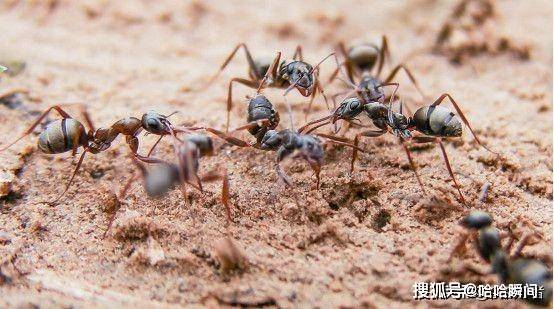 为何蚂蚁永远走不出人类给它画的圆圈?科学家道出真相