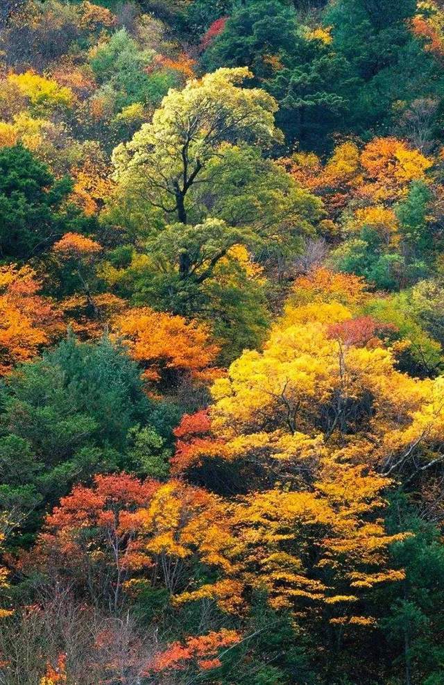 每年的10月中旬,理县会举办米亚罗红叶节,红叶开遍了米亚罗满山.