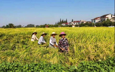 稻田里拌禾收谷,禾场上晒谷装袋,水塘里鱼壮蟹肥,菜地里瓜果飘香,岁稔