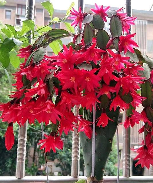 假昙花就要这样养,花后新芽蹭蹭长,再到花期又爆盆