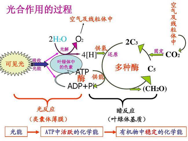 光合作用产生的能量大部分都被植物本身消耗,合成的可收集淀粉数量