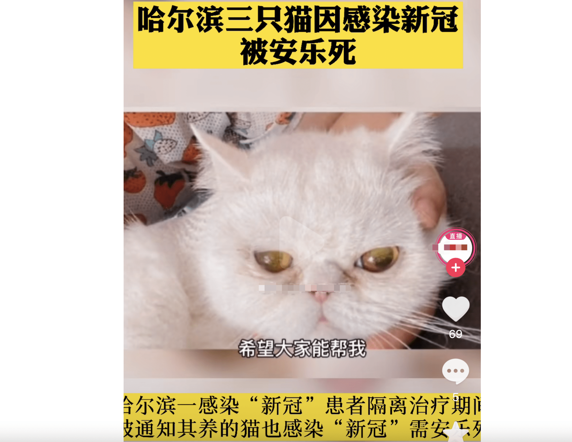 确诊患者家3只猫2次核酸阳性,被执行安乐死,主人痛哭发声:为啥人能治