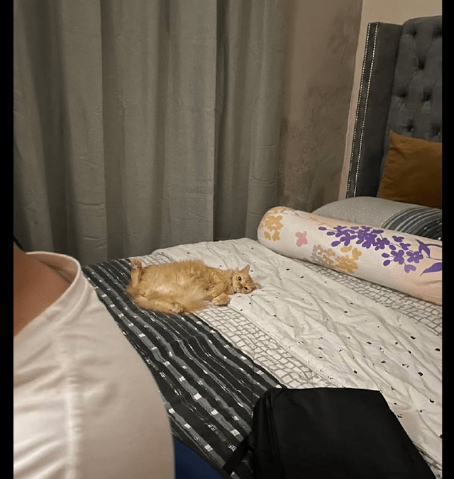 猫咪躺在床上一副大爷的姿态:铲屎的,还没好吗?我等你