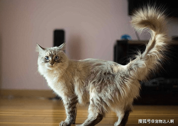 猫咪这些"奇怪"行为,你还不知道意思吗?