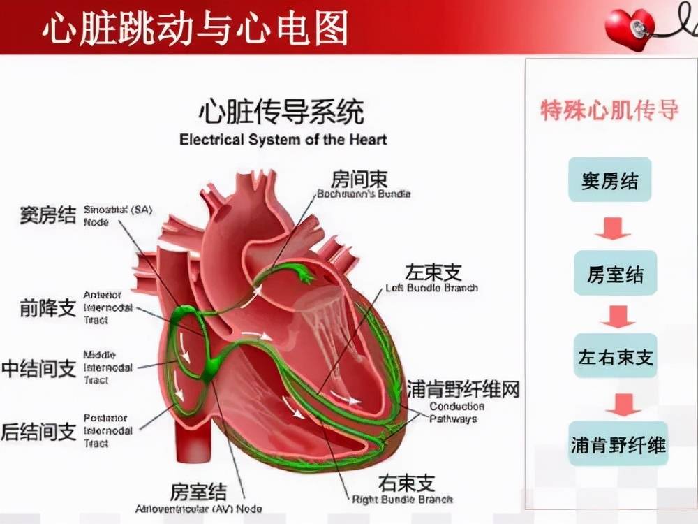 心脏病诊断"七种武器"之一:心电图