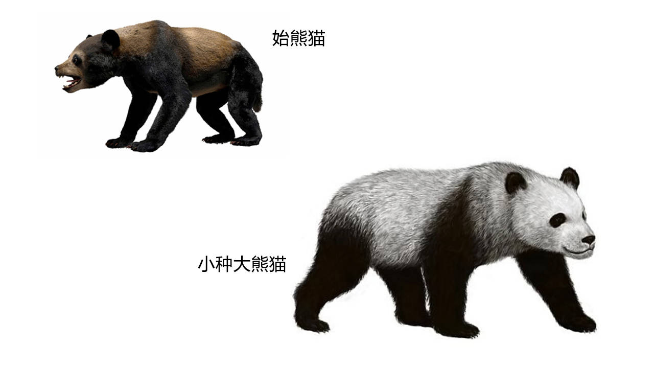 到了更新世早期,始熊猫演化成小种大熊猫.