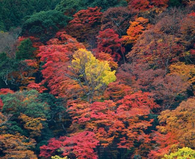 北京最全赏枫好去处!满山遍野的红叶,再不去就晚了