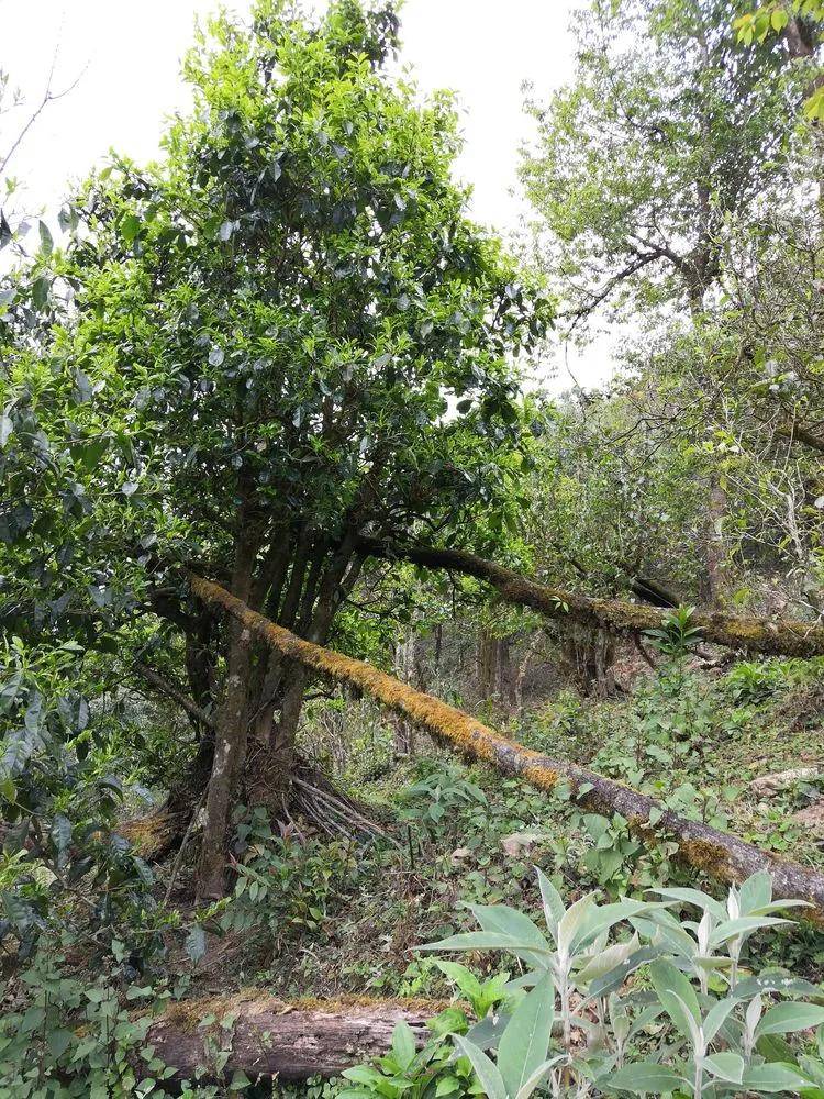 干货分享详细解析云南野生古树茶介绍