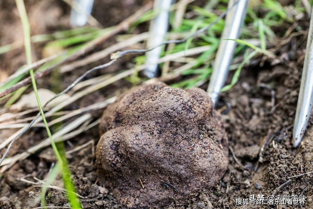 世界上食用野生蘑菇多达5000种,为何松茸和松露仍被吃