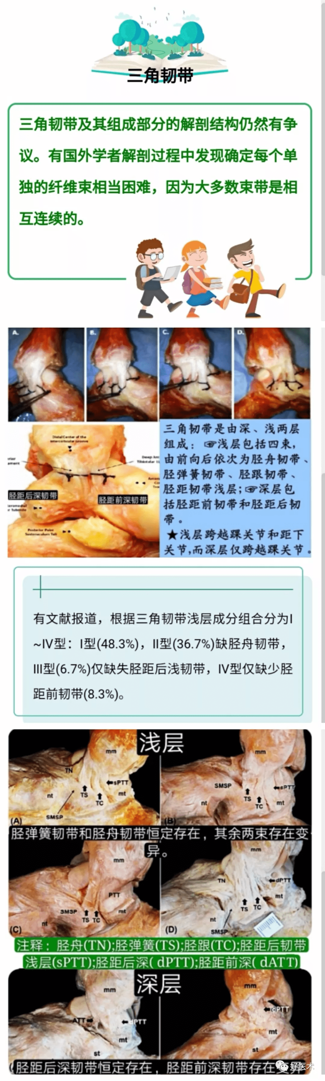 踝关节周围韧带的解剖及mri特征_三角