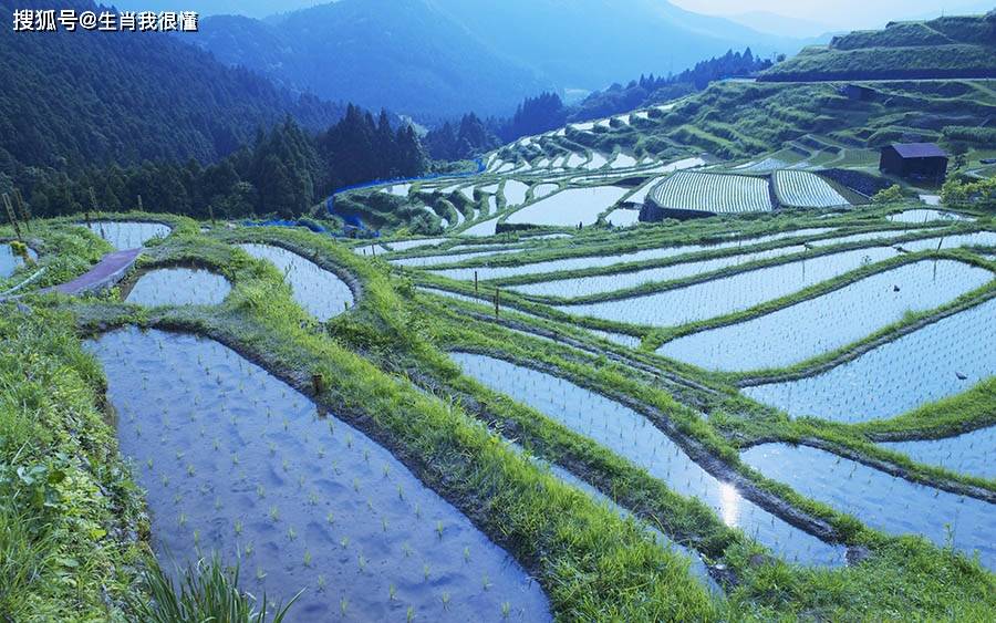 生肖狗生肖狗的他们属相五行属土,他们热情好客,为人处世十分狡黠,熬