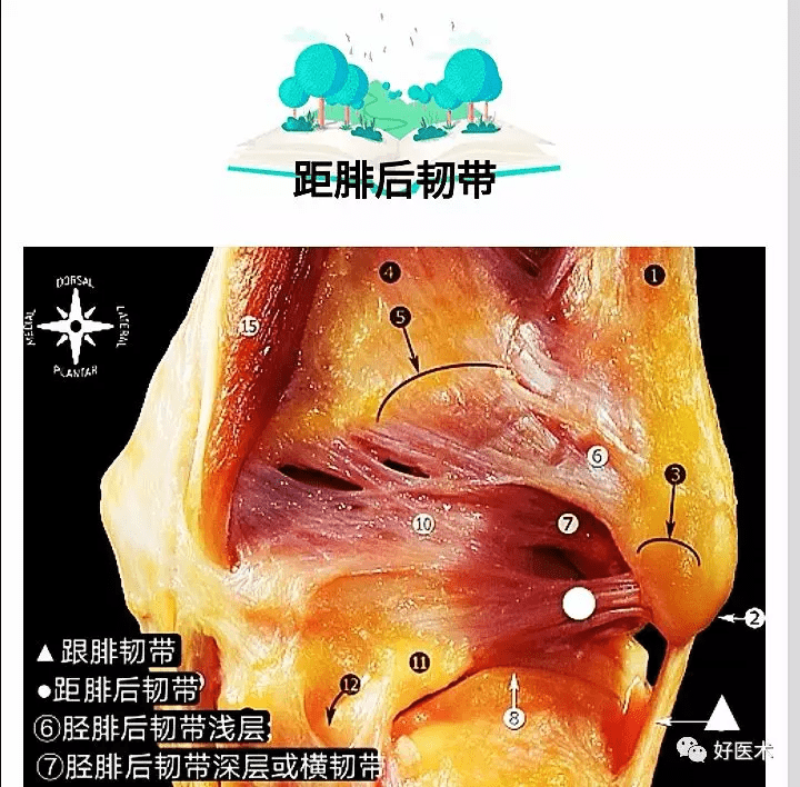 一文搞定踝关节周围韧带的解剖及mri特征