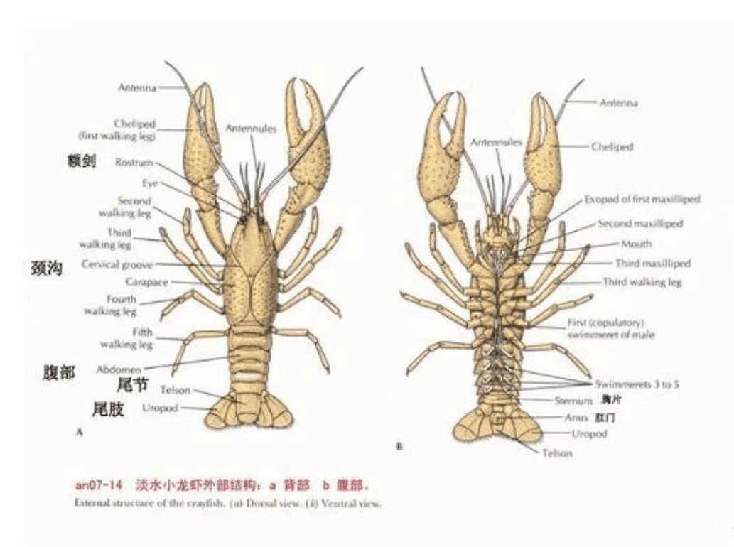 小龙虾解剖其实并不难,一些大一医学生也可以,甚至一些医学生的大一