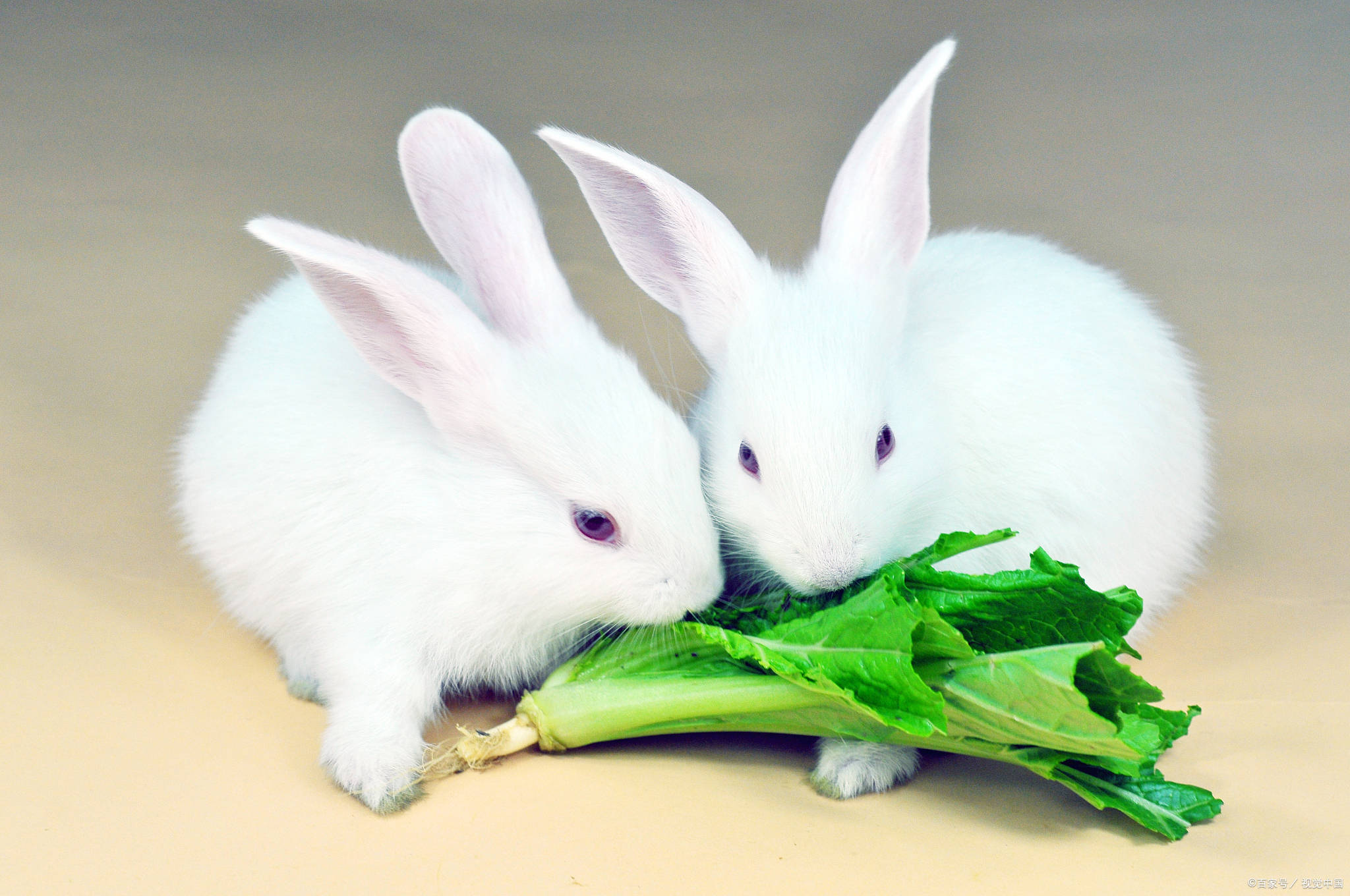 小兔子吃胡萝卜吗_食物