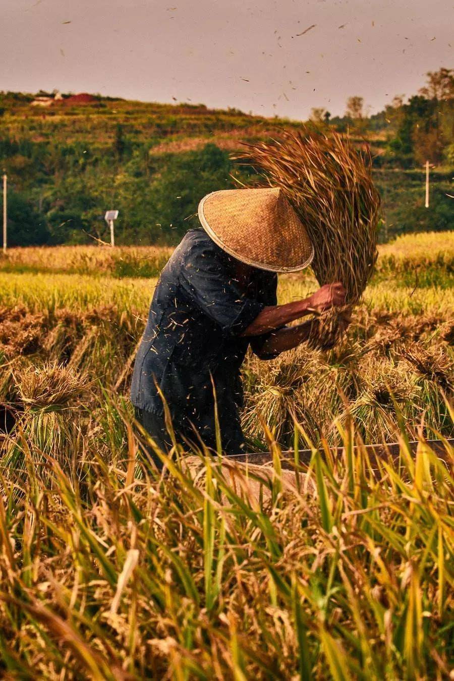 在秋天这个收获丰收的季节,离田野近一点再近一点, 秋收割稻,学习打谷