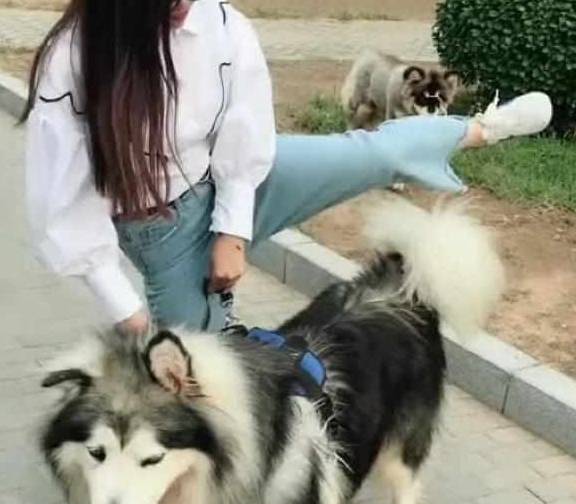 美女骑阿拉斯加去逛街,阿拉斯加差点吐血,网友:放开那