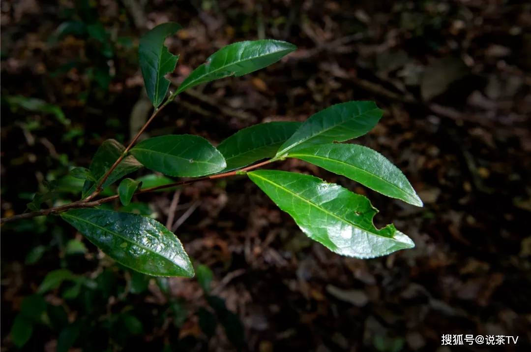 松溪九龙大白茶母树(拍摄/陈慈蕊)